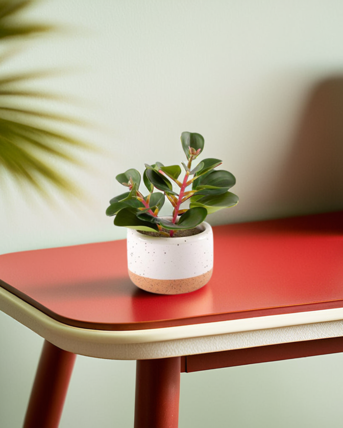 Pianta succulenta artificiale in vaso - immagine 2