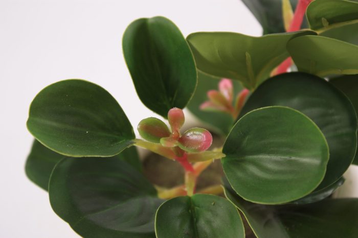 Pianta succulenta artificiale in vaso - immagine 4