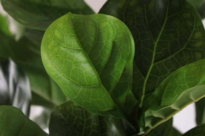Pianta artificiale Ficus Lyrata - immagine 2